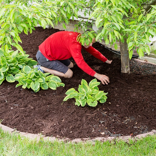 for mulch installation, we recommend using organic mulch such as wood chips, straw, or pine needles